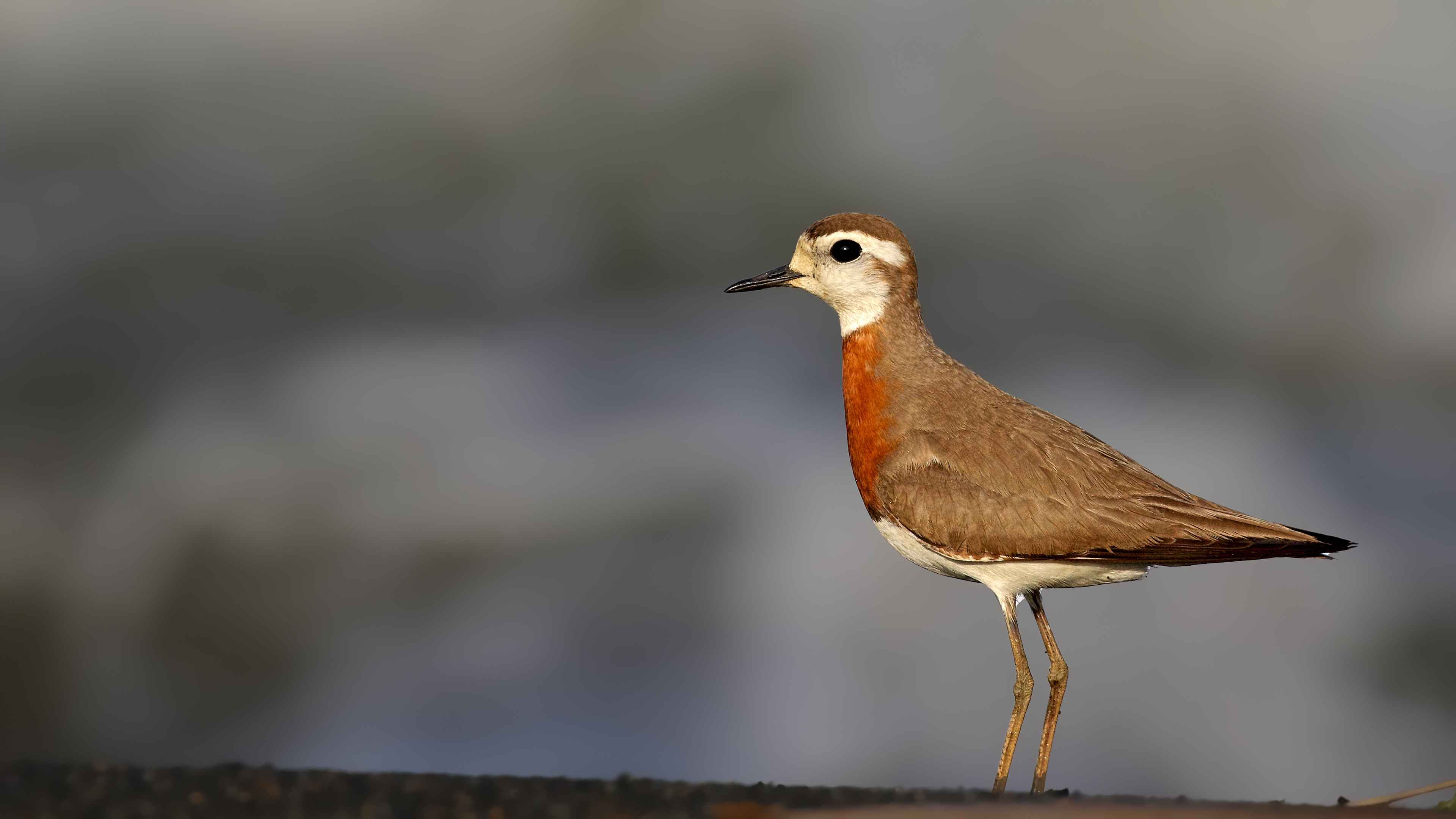 Caspian Plover